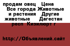  продам овец › Цена ­ 100 - Все города Животные и растения » Другие животные   . Дагестан респ.,Кизилюрт г.